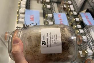 A jar of Melancholy Thistle seeds, held by a hand in front of shelves containing row after row of jars.