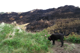 Burnt dunes from a wildfire