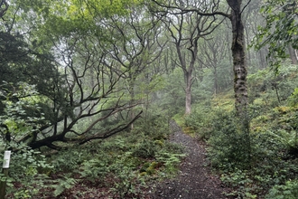 Yewbarrow - misty weather in woodland