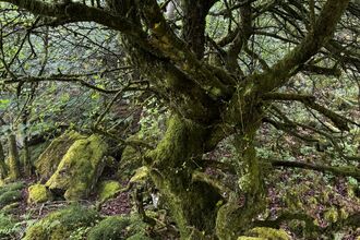 Temperate rainforest tree