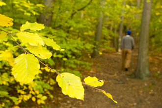 Close up of leaves with man walking in woods in background