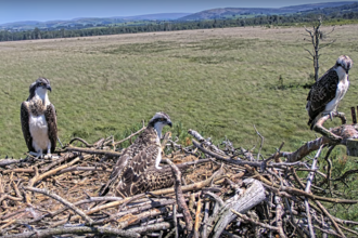 #FoulshawOspreys three youngsters together on the nest