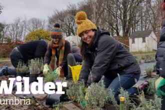 People planting lavendar in Copeland - Wilder Cumbria