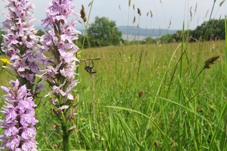 Close up of pale pink common spotted orchid  with grass and hills in background