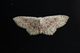 A dingy mocha moth against a dark background. It's a brown moth with dark speckling, blushes of red and four white spots with darker borders