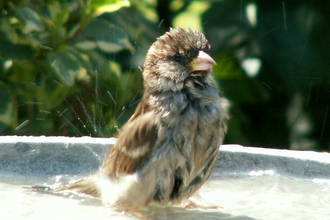 house sparrow © Joan Burkmar