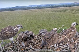 #FoulshawOspreys nest one family