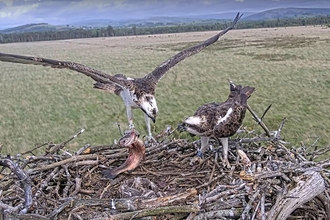 #FoulshawOspreys White YW the great provider