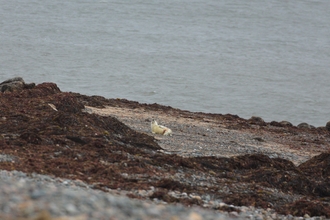 small white seal pup on beach at South Walney Nature Reserve