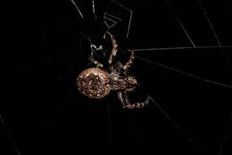 spider