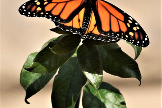 monarch butterfly
