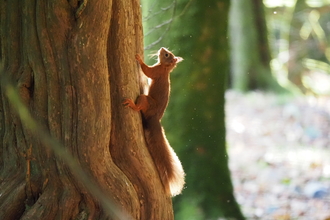 A red squirrel at the base of a tree, about to climb it.