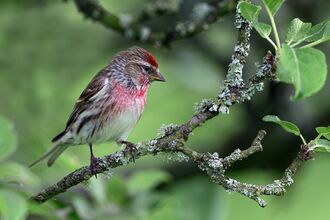 Brown redpoll with red cap and chest, sitting on a branch with leaves