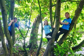 Three children sitting on branches of trees with sunlight coming through leaves