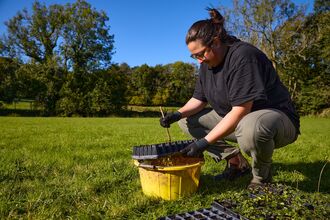 Woman on ground plug planting with tray of small plants at Cartmel Fell
