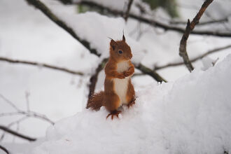 Red squirrel stood on a branch in the snow