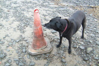 The ubiquitous traffic cone gracing the beach