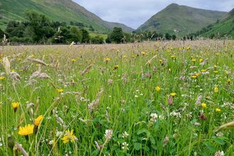 Hay meadow at Harstop in flower, with Lake District fells in background