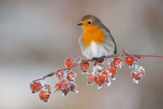 A robin perched on a branch of frosty crab apples copyright Mark Hamblin/2020VISION