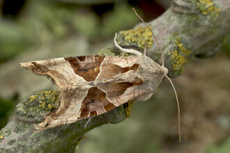 Angle shades moth credit John Bridges