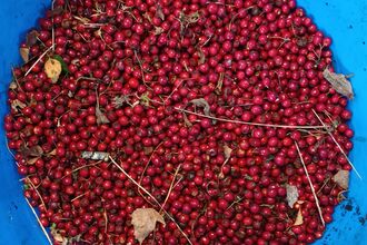 A turquise blue bowl of rowan tree red seeds with some leaves