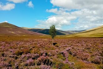 birch tree at skiddaw nature reserve