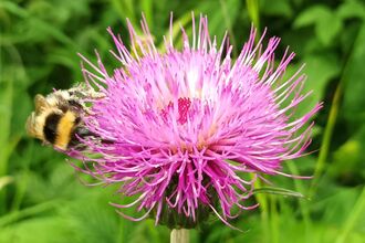 A bee on a thistle wildflower against a grassy background
