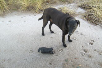 Roly guarding discarded hat