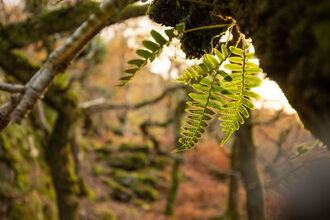 Polypody fern