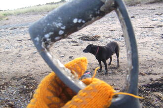 Old fork handle wit Roly the dog in the background