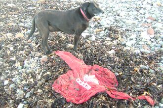 Red sweatshirt marooned on the beach