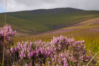 Skiddaw Forest Nature Reserve purple heather in foreground credit Cumbria Wildlife Trust