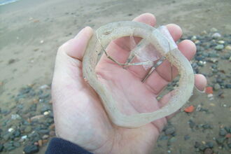 Old roll of adhesive tape