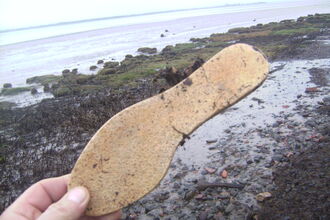 Rubber sole of a shoe