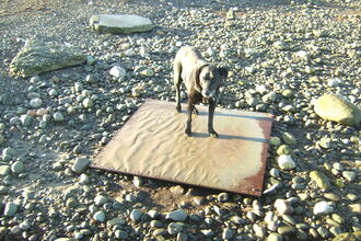 Large rusted steel plate washed up