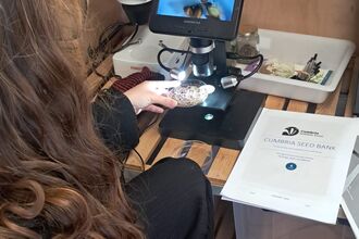 A young volunteer using a microscope to inspect seed.