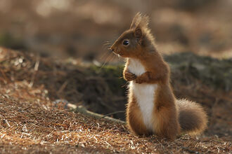A red squirrel standing on its hind legs on the ground credit John Bridges copyright northwestwildlife.co.uk