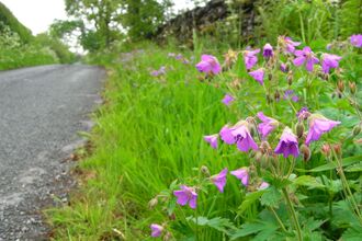 Wood crane's-bill on roadside verge