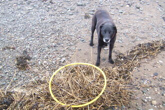 Large plastic hoola hoop washed up
