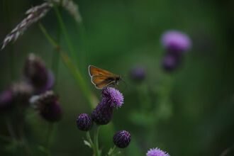 A small skipper butterfly perched upon a purple thistle-type flower.
