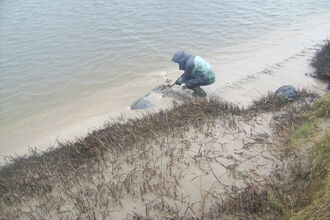 Volunteer collecting washed up waste