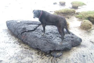 Large piece of peat washed rounded the bay
