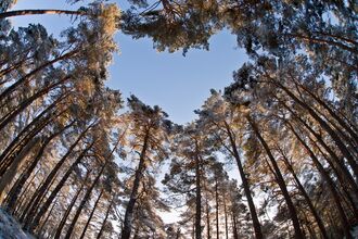 Scots pine heart copyright Mark Hamblin/2020VISION