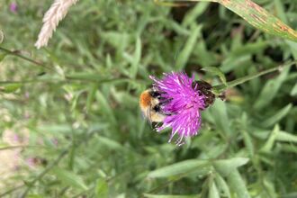 A Moss Carder bumblebee sitting on a purple flower with a background of green foliage.