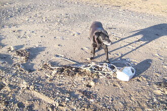 Assortment of pastic items found at the tide line