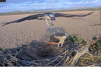 #FoulshawOspreys White YW and Blue 35 reunited