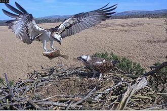 Osprey flies with wings wide open onto treetop nest, holding fish in its talons to give to second osprey on nest