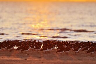 Oystercatchers at sunset copyright David Tipling/2020VISION