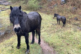 Two wet Exmoor ponies standing on the grass.  One looking at the camera, the other facing away.