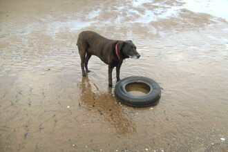 Ubiquitous Car tyre washed up